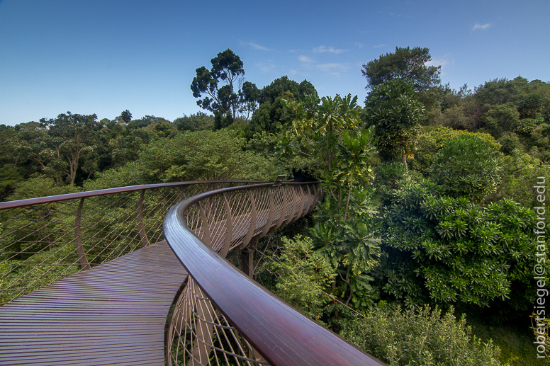 boomslang